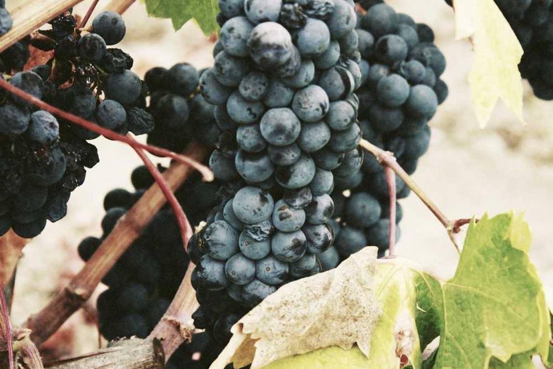 At eveniet corporis neque libero quia